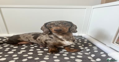 Miniature Dachshund dogs - Advert 5