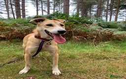 Mixed Breed dogs for adoption: Cristina - Norwich Norfolk  - Image 27