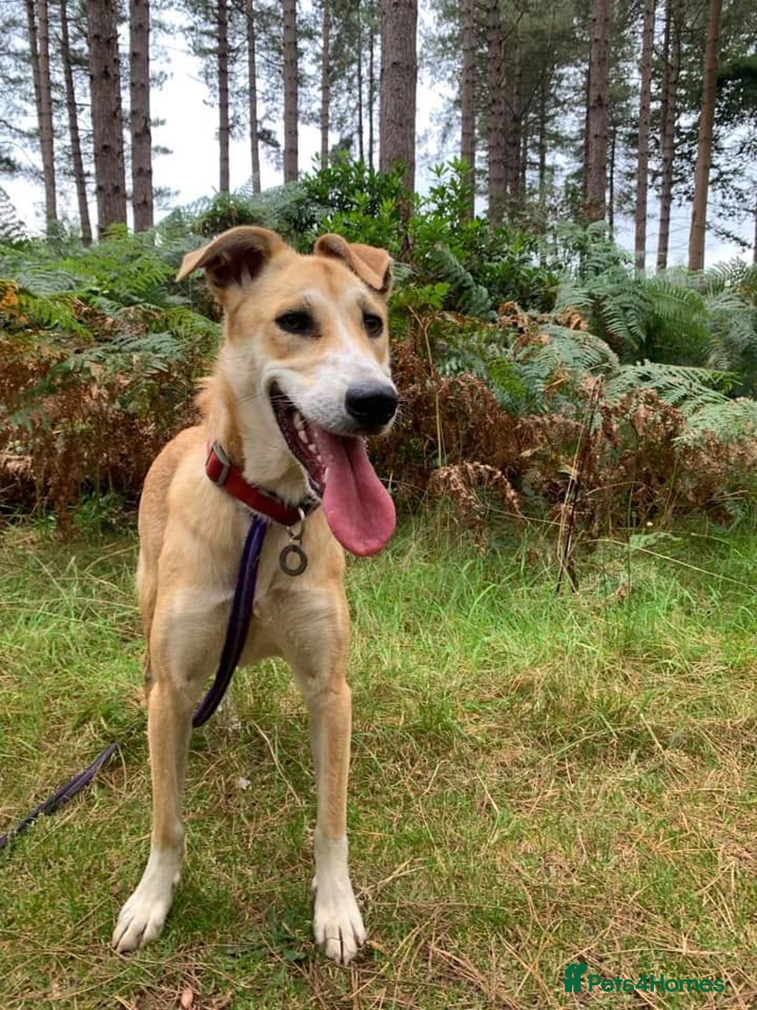 Mixed Breed dogs for adoption: Cristina - Norwich Norfolk  - Image 27