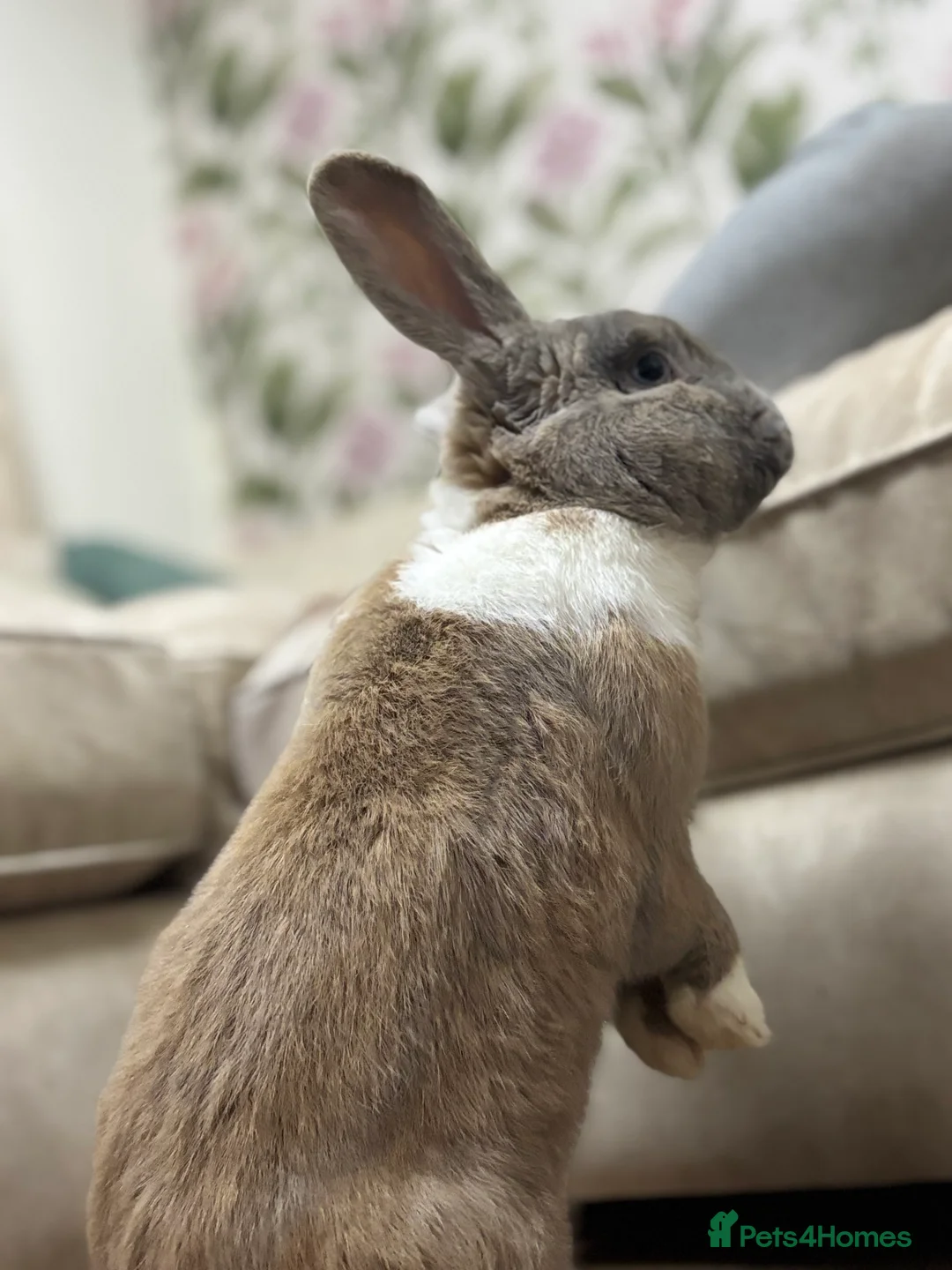 Mixed Breed rabbits for sale: Blue eyed continental x buck - Advert 6