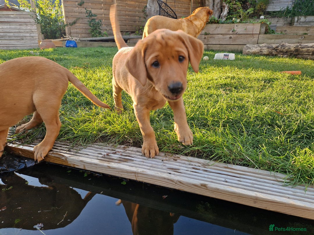 Labrador Retriever dogs for sale: KC Reg Fox-red Lab puppies, working type - Image 4
