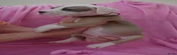 American Bulldog dogs for sale: Outstanding Merle American Bulldogs - Advert 14