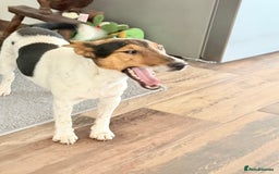 Fox Terrier dogs for adoption: Sweet Mizzo looking for LOVE - Image 9