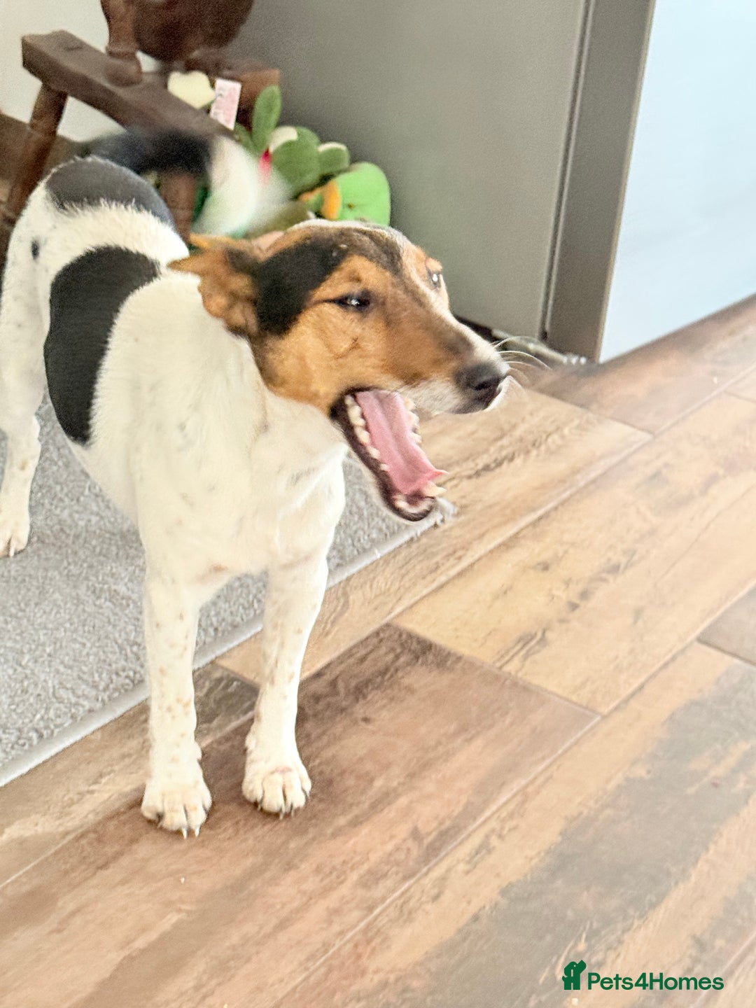 Fox Terrier dogs for adoption: Sweet Mizzo looking for LOVE - Image 9