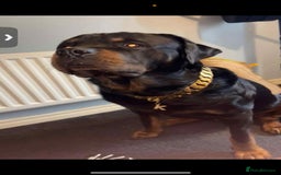 Mixed Breed dogs for sale: Corso weilers  - Image 11