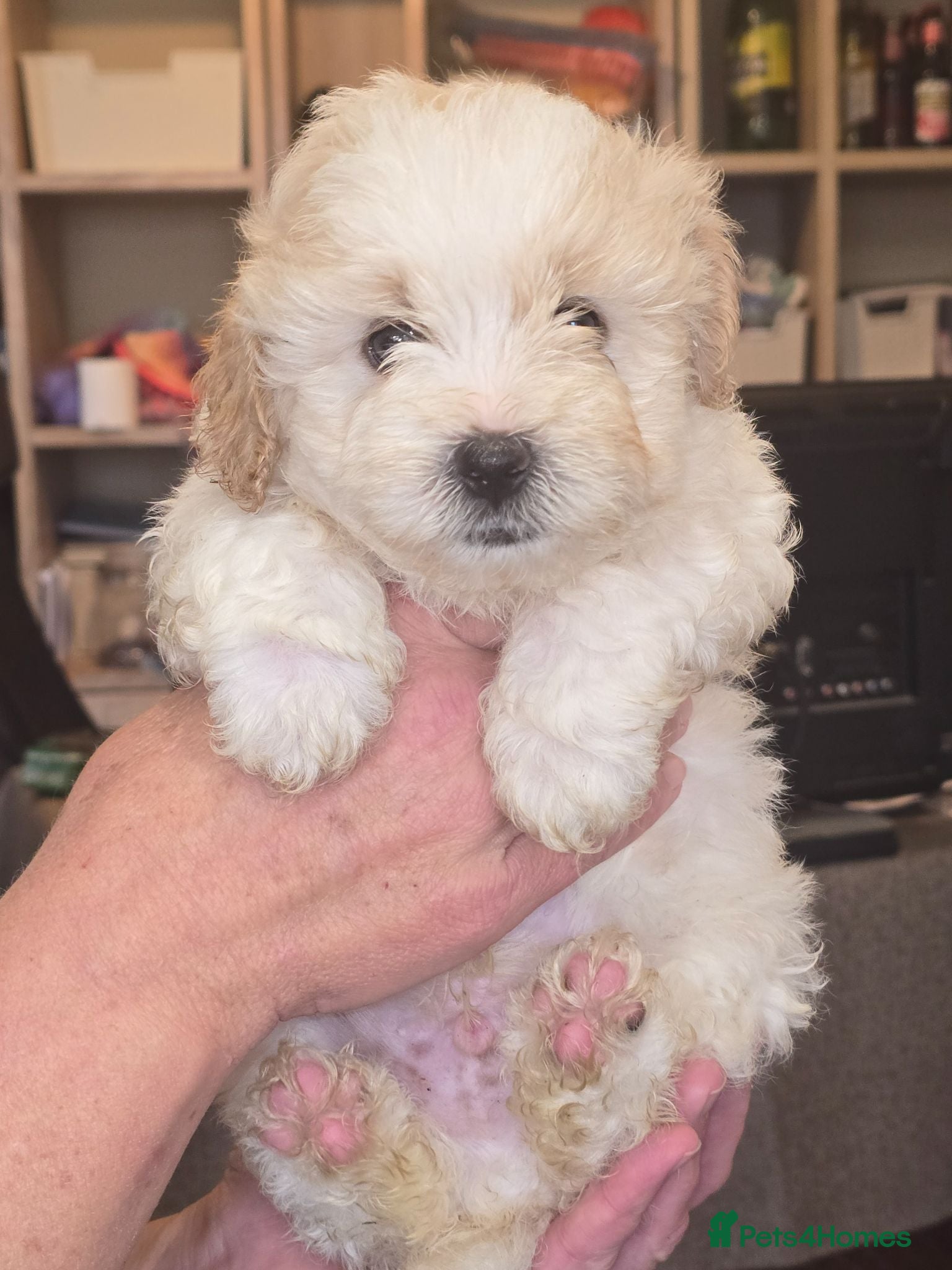 Mixed Breed dogs 1 lovely boy left!! - Advert 3