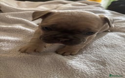 French Bulldog dogs for sale: Adorable French bulldog puppies for sale - Image 20