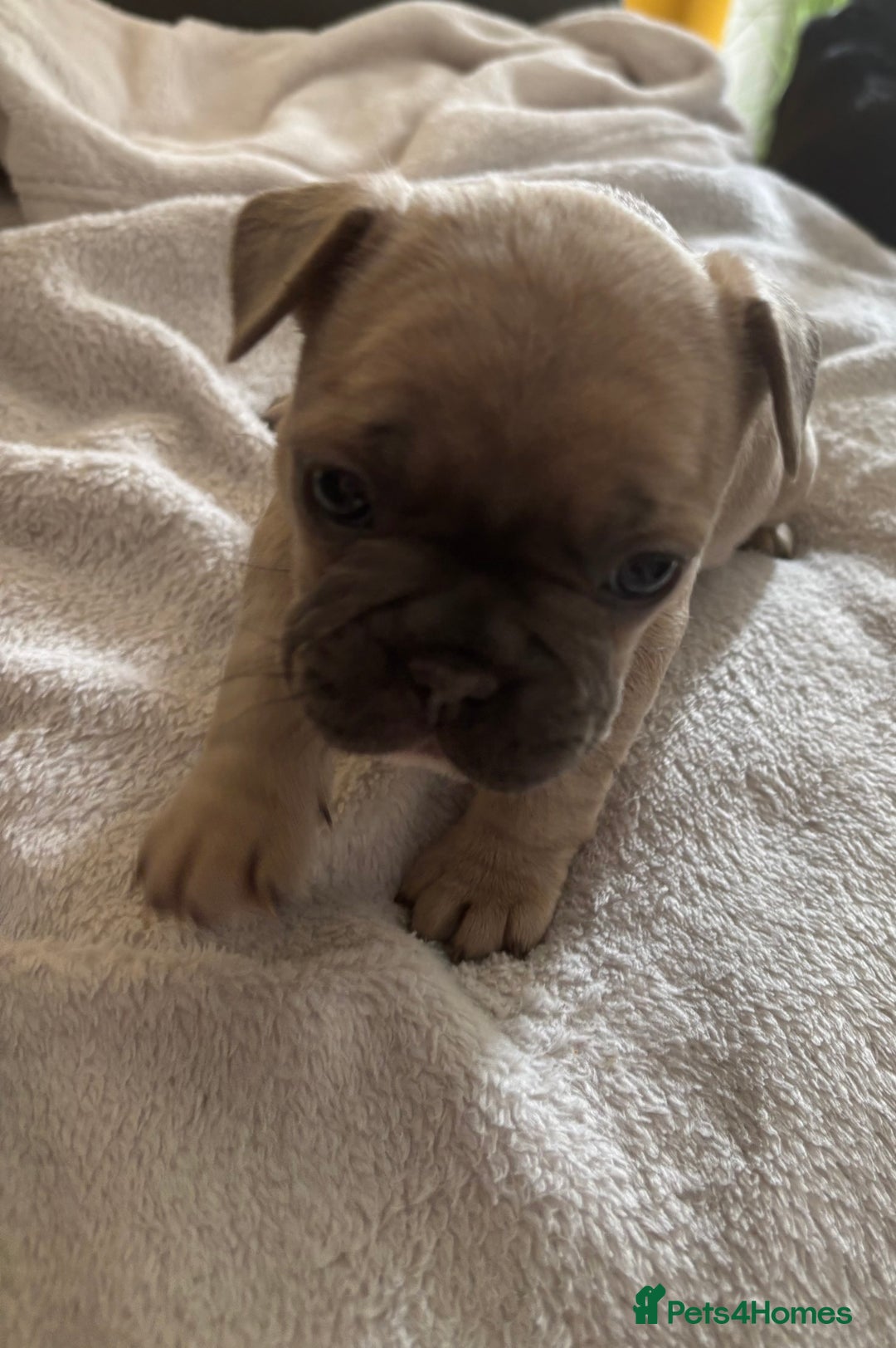 French Bulldog dogs for sale: Adorable French bulldog puppies for sale - Image 20