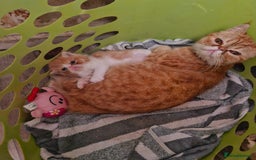 Persian cats for sale: Boy burbol Persian  - Image 3