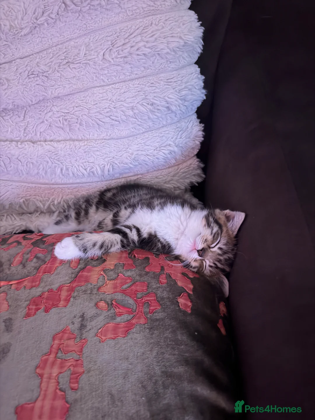 Bengal cats for sale: Bengal mix boy kitten READY NOW - Advert 2
