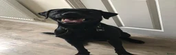 Labrador Retriever dogs for sale: Labrador Puppies Black & Tan/Yellow Family Raised in Colchester - Advert 12
