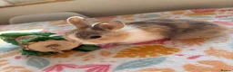 Mixed Breed rabbits for sale: Baby Rabbits for sale - mixed breed in King's Lynn - Advert 21