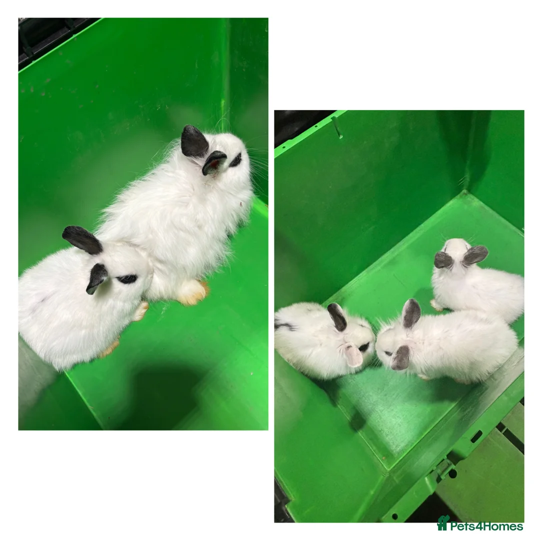 Mixed Breed rabbits for sale: Adorable Baby Lionhead Mix Bunnies - Advert 1