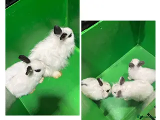 Mixed Breed rabbits Adorable Baby Lionhead Mix Bunnies - Advert 1