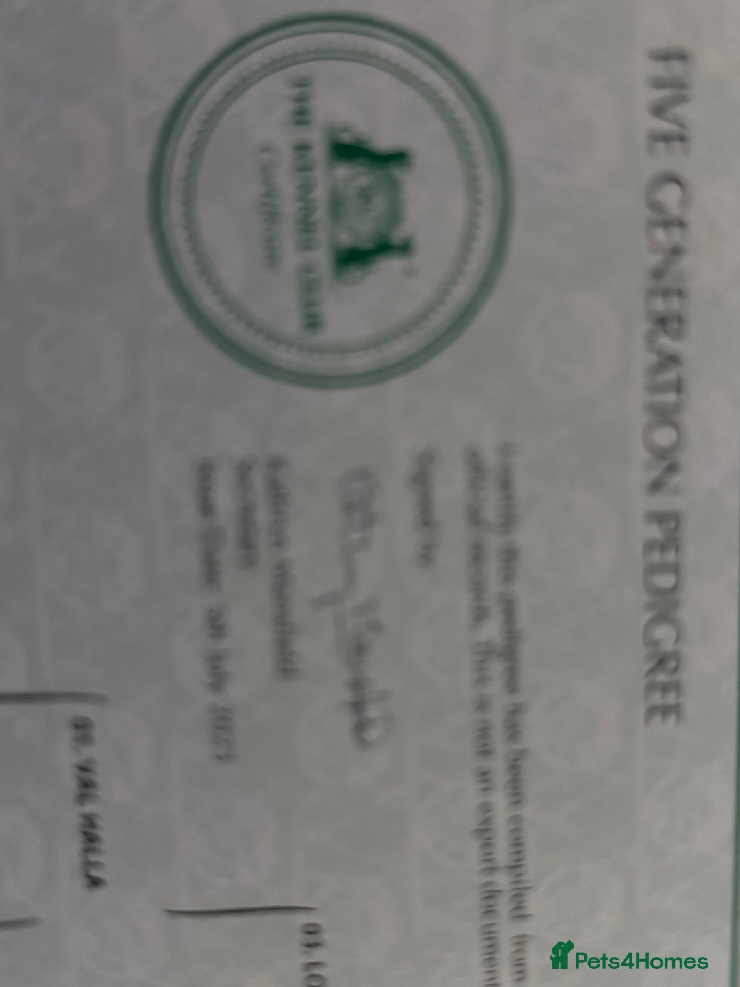 Mixed Breed dogs for sale: Bully Basset’s ( Bull dog x Bassett Hound)  - Advert 10