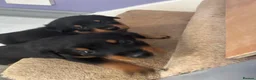Mixed Breed dogs for sale: Rottweiler x collie pups - Advert 9