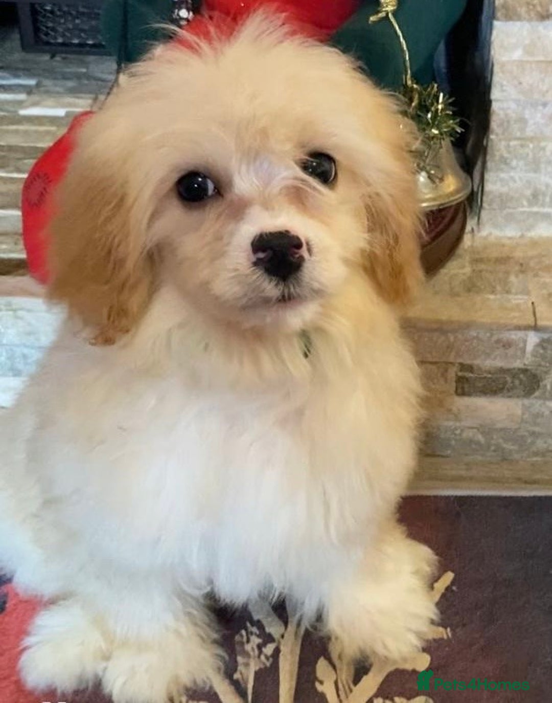 Cavapoo dogs for sale: Last 3 cavapoo girls.  ready to leave now  - Advert 4