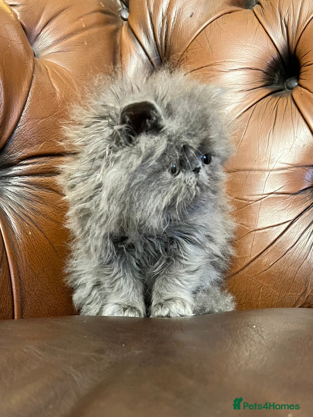 Persian cats for sale: Stunning blue and rare lilac Persian kittens  - Advert 6