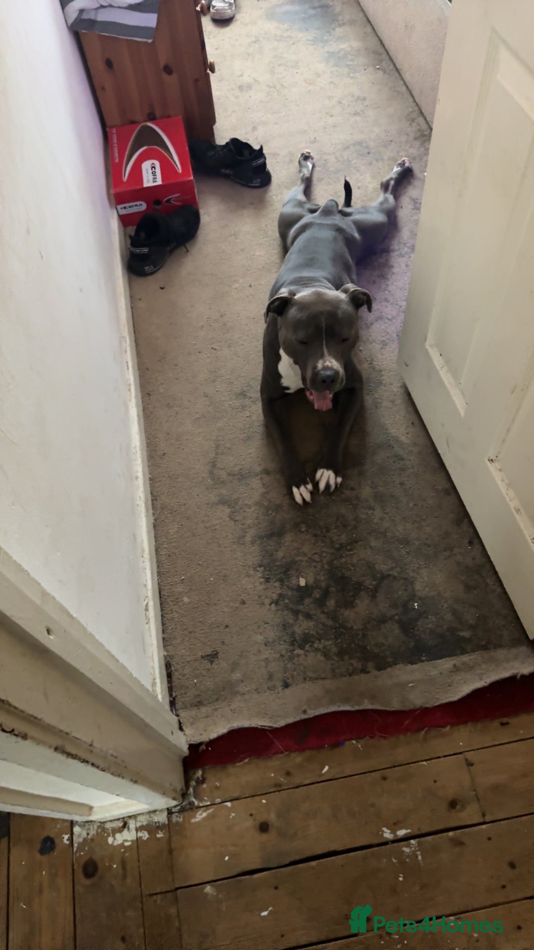 Staffordshire Bull Terrier dogs for sale: Blue  - Image 5