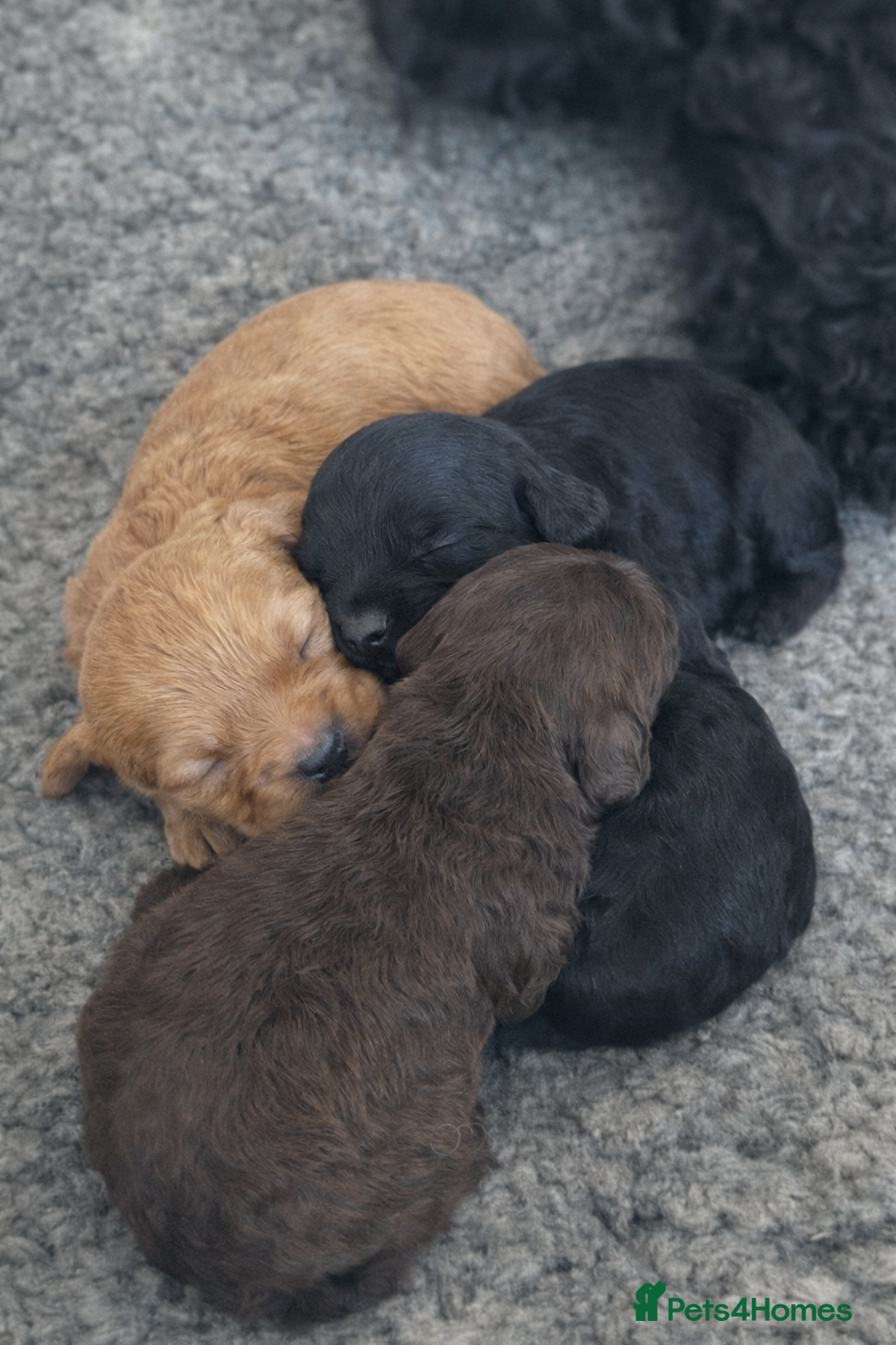 Cockapoo dogs for sale: Stunning Toy Cockapoo pups- health tested - Advert 1