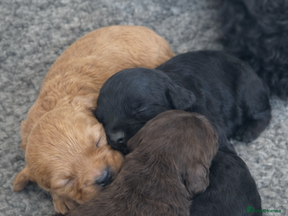 Cockapoo dogs Stunning Toy Cockapoo pups- health tested - Advert 11