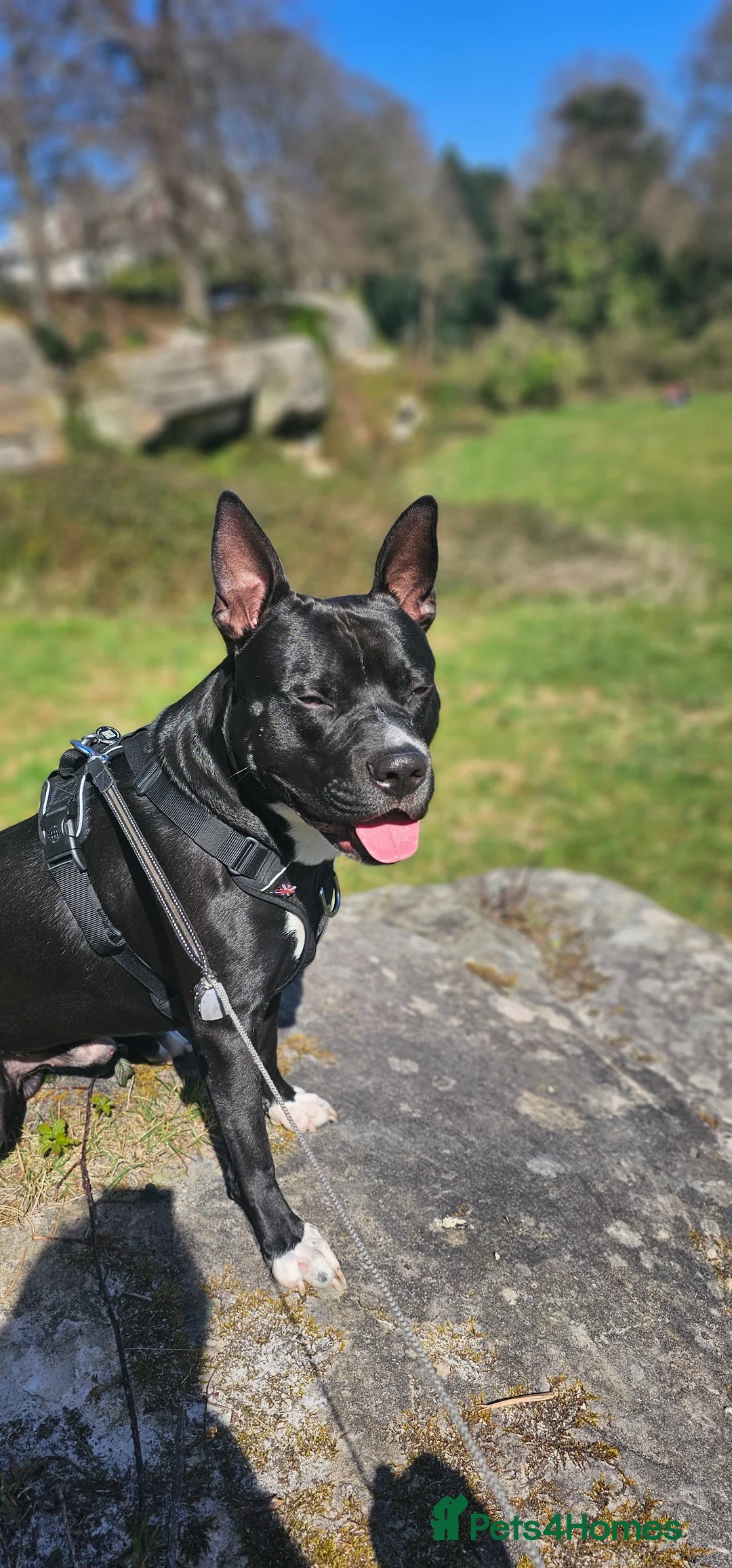 Mixed Breed dogs for stud: Dog for stud. American bully x cane corso - Advert 12