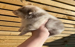 Pomeranian dogs for sale: outstanding true to typ pomeranian puppy's  - Image 14