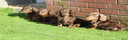 Dachshund dogs for sale: MINIATURE DACHSHUND PUPPIES FOR SALE - Advert 8