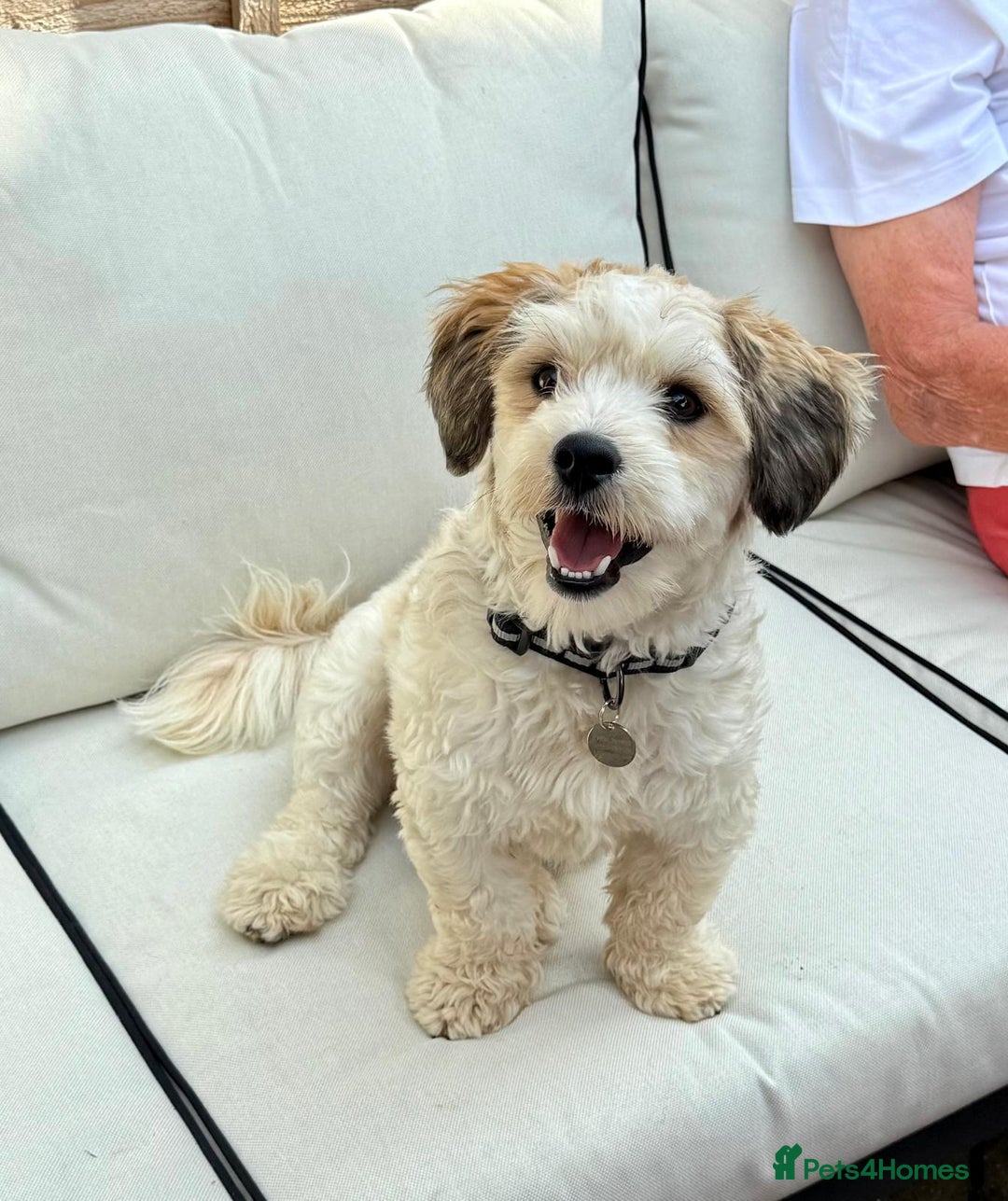 Mixed Breed dogs for adoption: Felipe  - Image 1