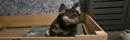 French Bulldog dogs for sale: French bulldog  - Advert 8