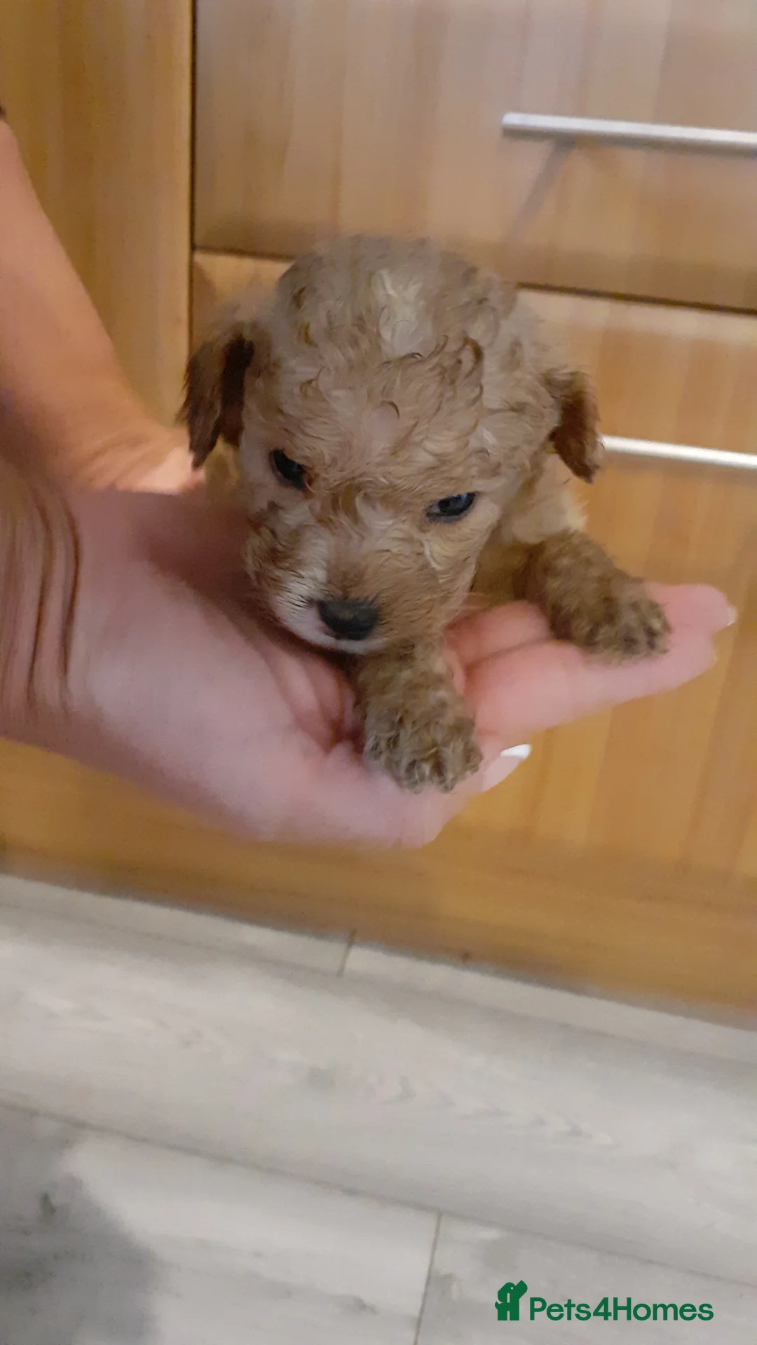 Cavapoo dogs for sale: Cavapoo pups for sale - Advert 8