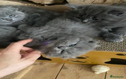 Scottish Fold cats for sale: Scottish fold kittens - Image 5