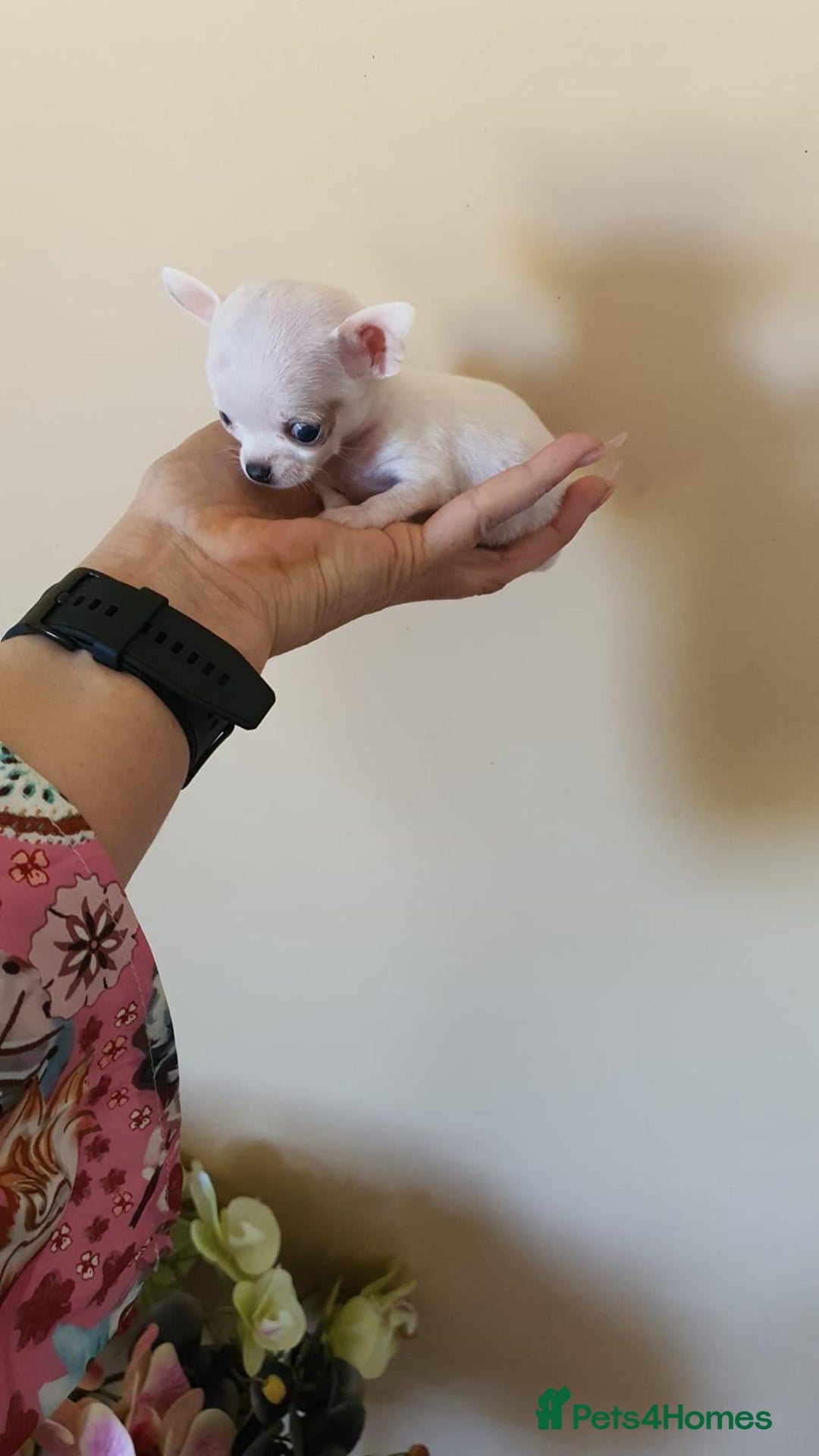 Chihuahua dogs for sale: Adorable 🐶🥰 Mini Girl Available  - Image 3