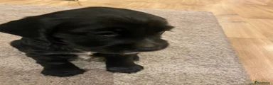 Cocker Spaniel 6