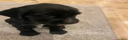 Cocker Spaniel dogs for sale: Cocker Spaniels looking for loving homes in Bradford - Advert 16