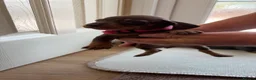 Dachshund dogs for sale: Dachshund  - Advert 4