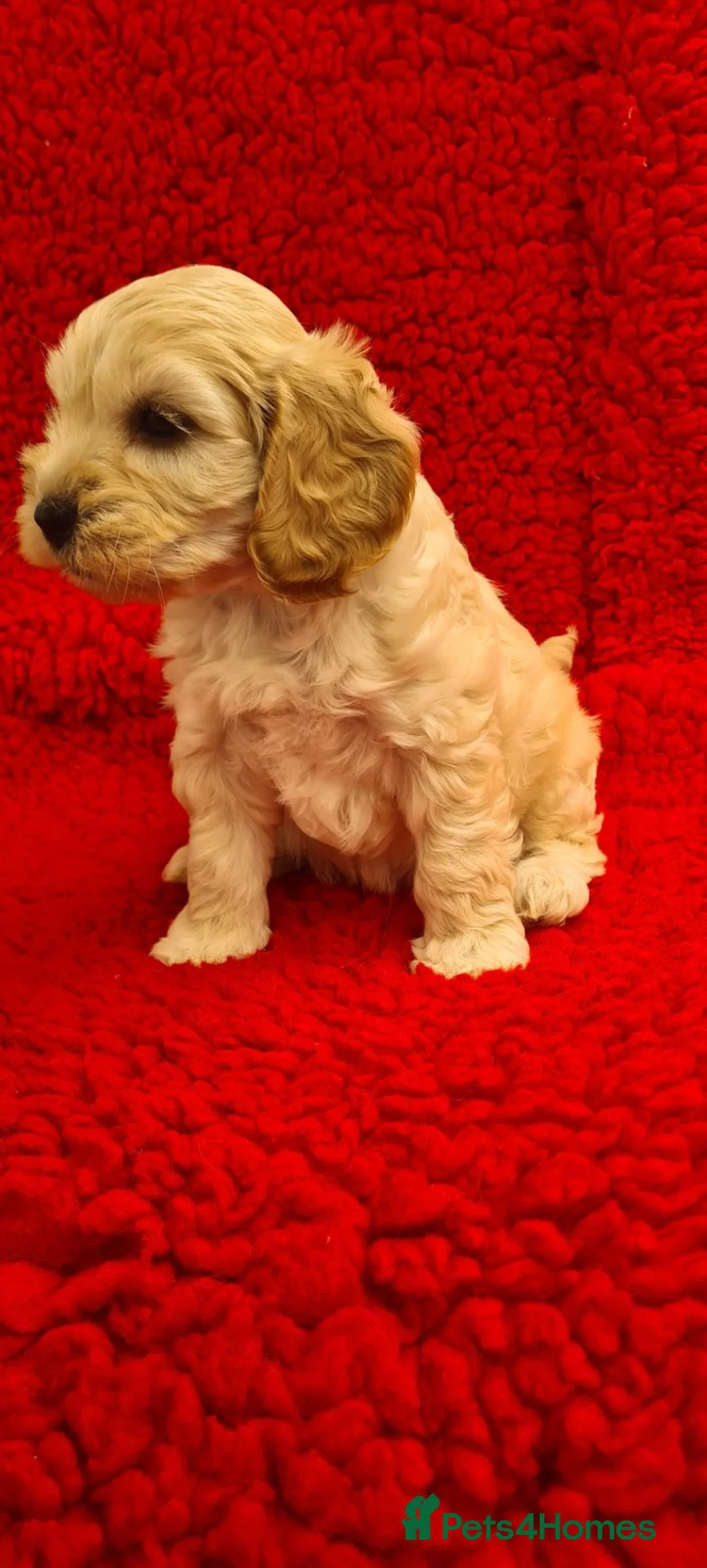 Cockapoo dogs for sale: Gorgeous F1 Cockapoos-Ready Now - Advert 4