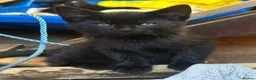 Mixed Breed cats for sale: 4 beautiful kittens 8 weeks old today! - Advert 5