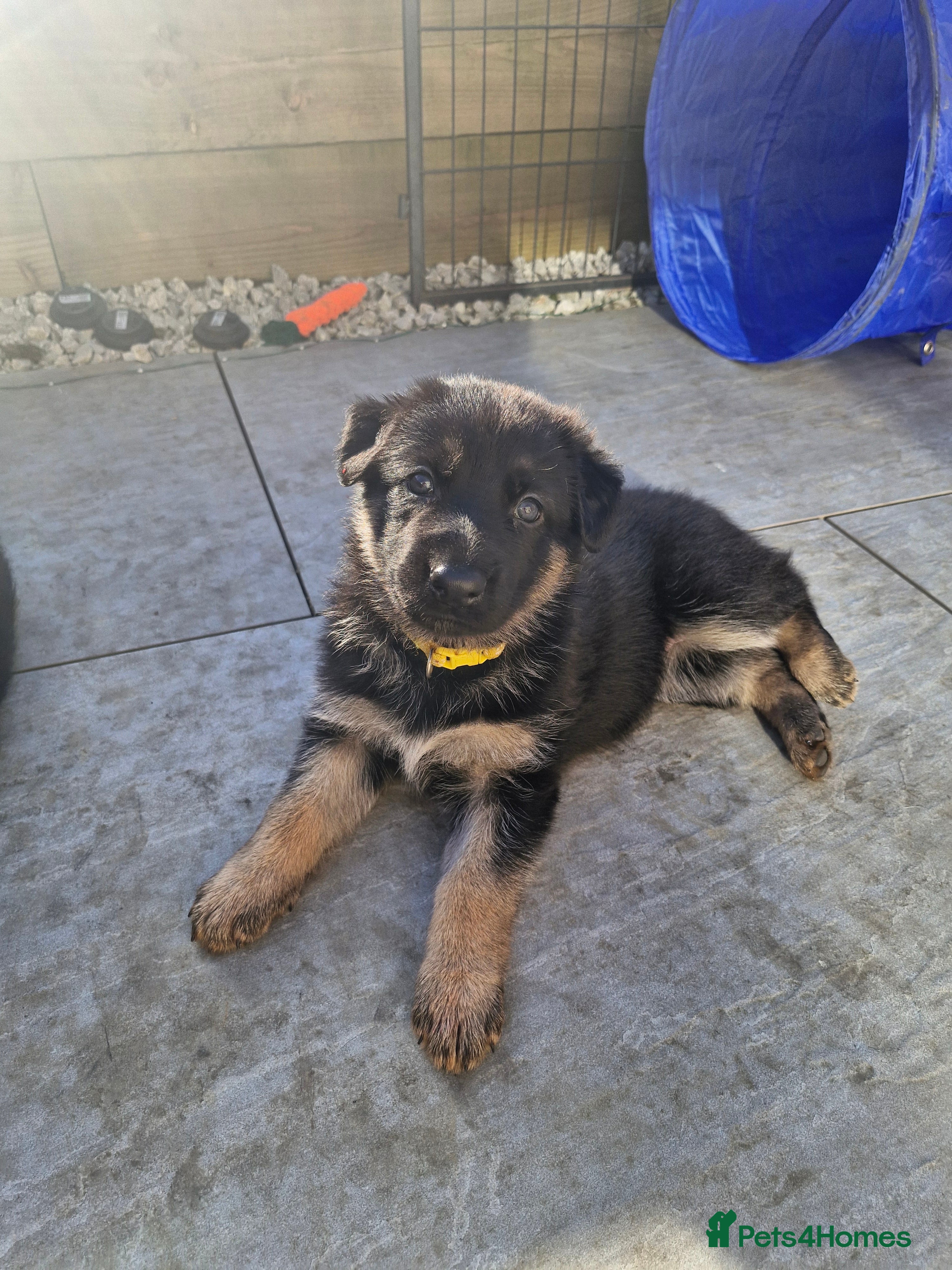 German Shepherd dogs German shephard puppies - Advert 1