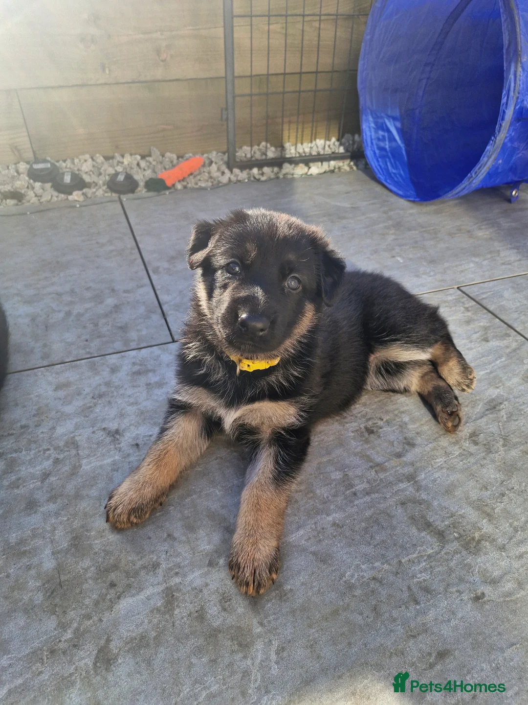 German Shepherd dogs for sale: German shephard puppies in Dudley - Advert 1