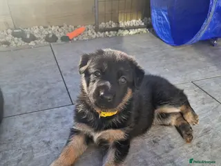 German Shepherd dogs German shephard puppies - Advert 1