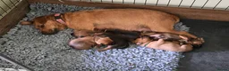 Patterdale Terrier dogs for sale: Beautiful brown/tan pure patterdale puppies in Reading - Advert 2