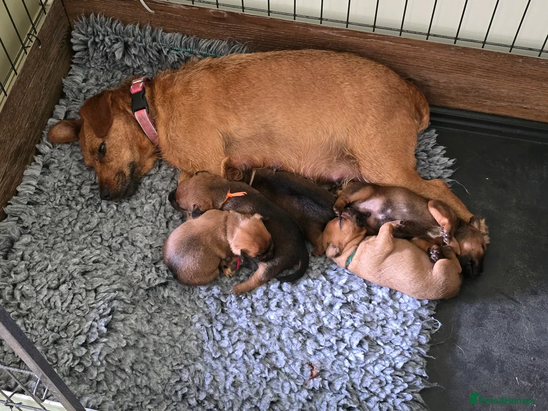 Patterdale Terrier dogs for sale: Beautiful brown/tan pure patterdale puppies in Reading - Advert 2