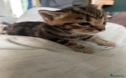 Mixed Breed cats for sale: 🥰 Beautiful kittens 🥰 - Image 21