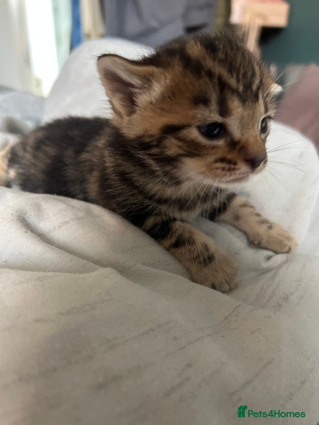 Mixed Breed cats for sale: 🥰 Beautiful kittens 🥰 - Image 21