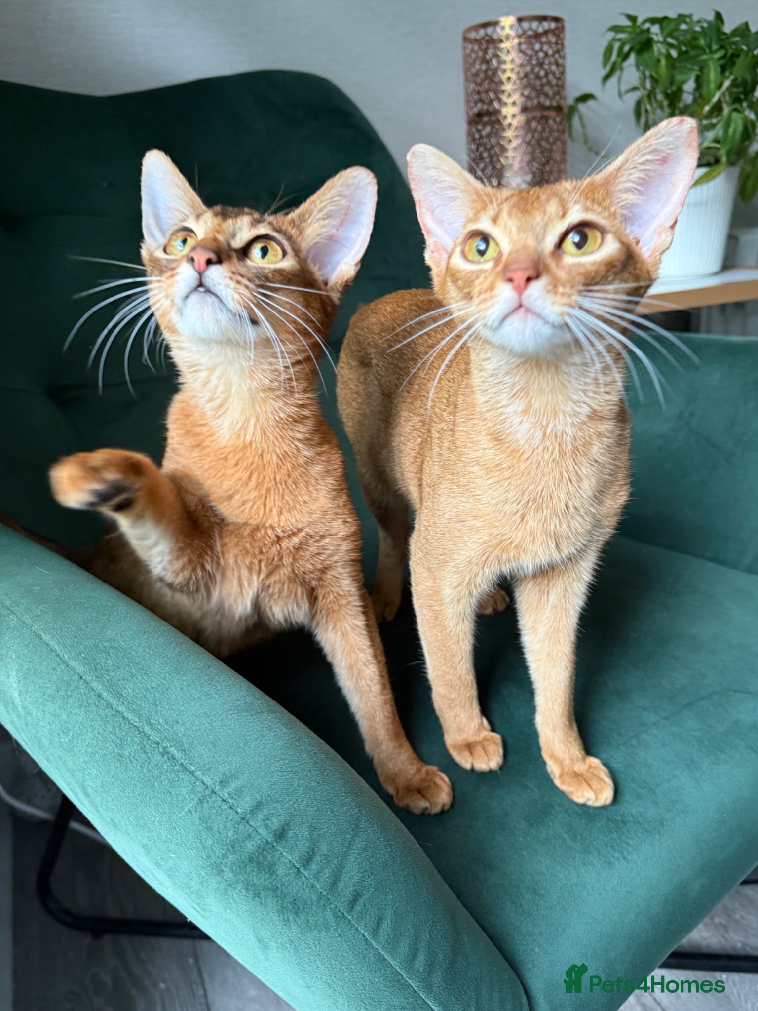 Abyssinian cats for sale: 2 Abyssinian Tica kittens girls  - Advert 1