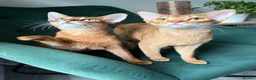 Abyssinian cats for sale: 2 Abyssinian Tica kittens girls  - Advert 1