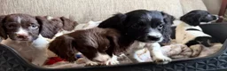 English Springer Spaniel dogs for sale: Our lovely Springer Spaniel puppies 🐾 in York - Advert 6