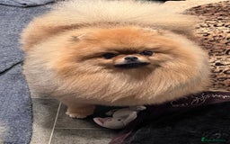 Pomeranian dogs for sale: Beautiful Pomeranian male for forever home  - Image 9