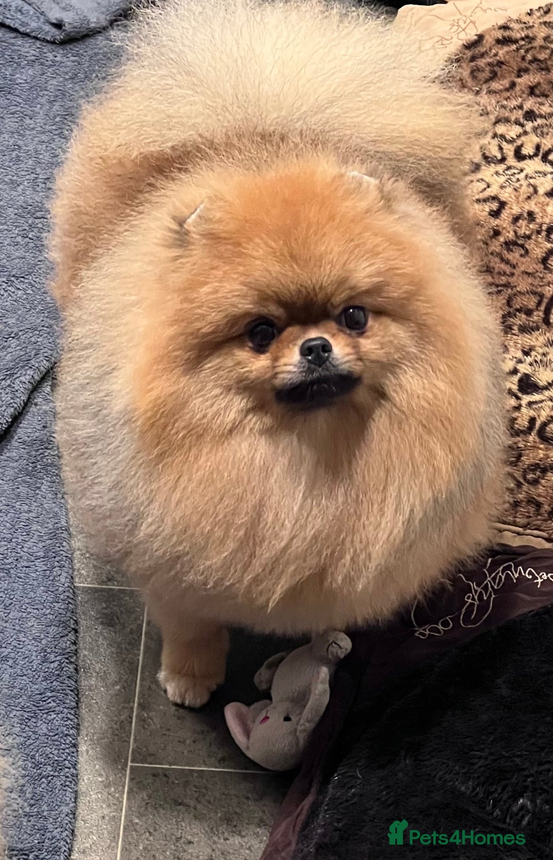 Pomeranian dogs for sale: Beautiful Pomeranian male for forever home  - Image 9